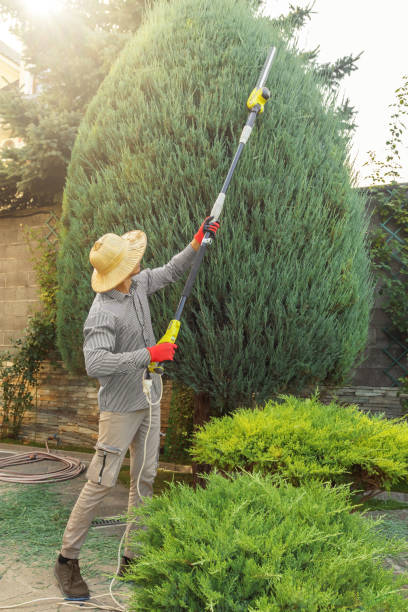 Reliable Bellaire, TX Tree Removal and Landscaping Services Solutions